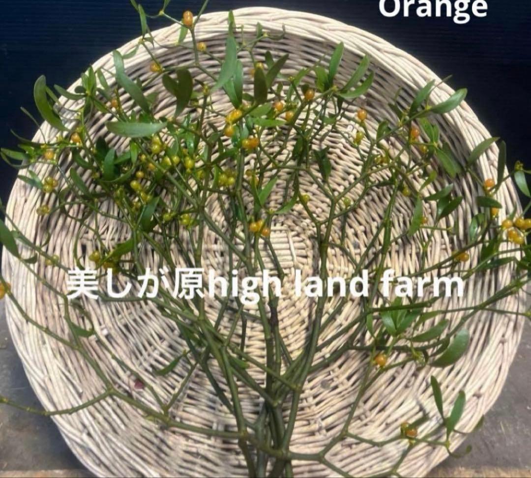 枝切りヤドリギ　約40㎝23本‼️お客様ご注文品１２月６日発送♪