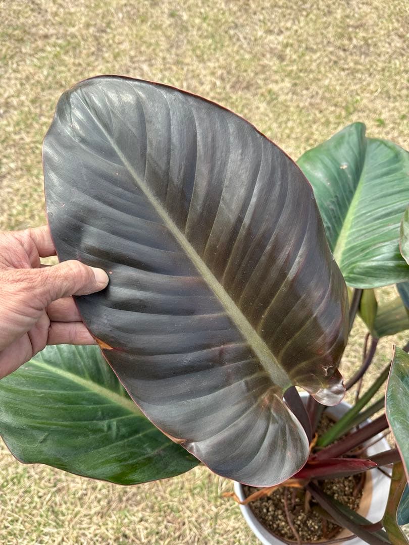 【大株】Philodendron Rojo Congo ロジョコンゴ 高価な鉢付