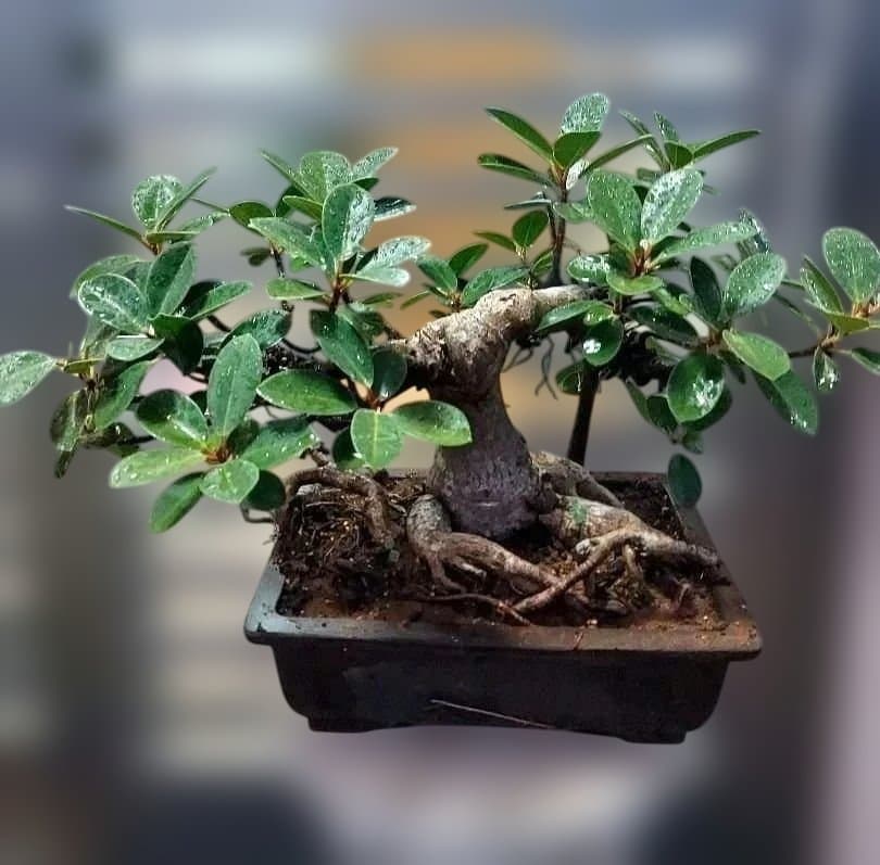 がじゅまる盆栽育成用