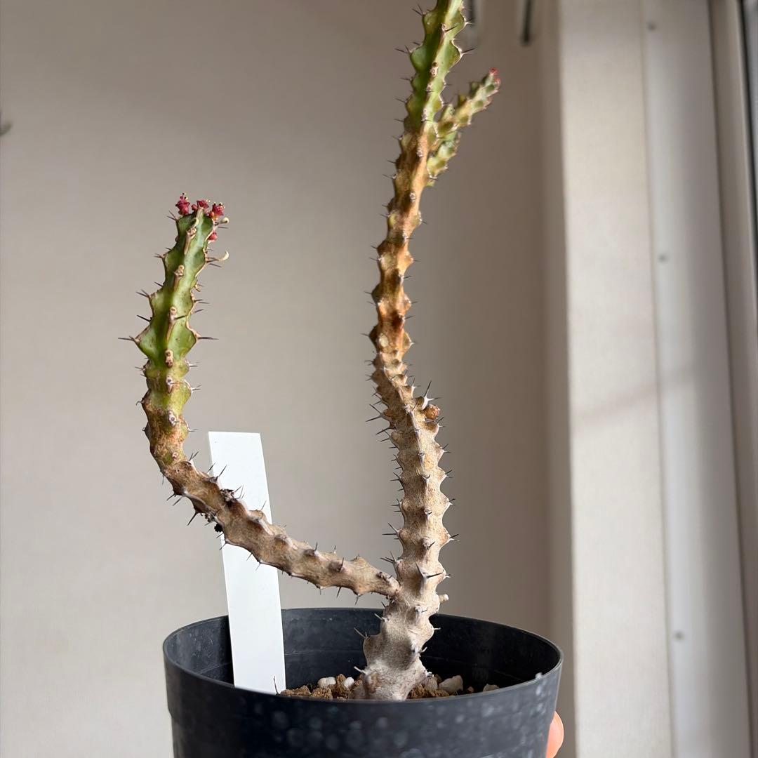 ［激レア］ユーフォルビア カッティマンドウ