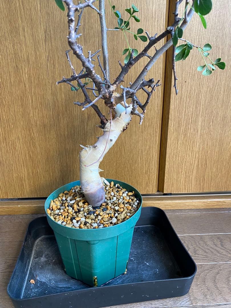 発根済み　コミフォラ　ピュア　カタフ