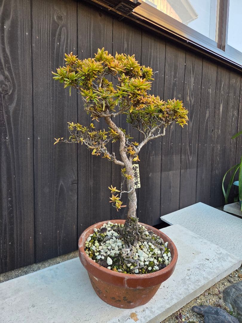 皐月盆栽「柴竜の誉」