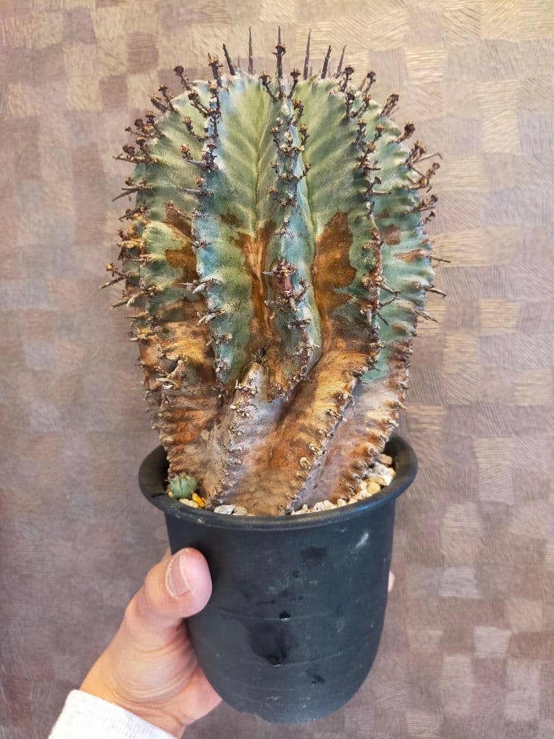 イタリア輸入 特大 ユーフォルビア ホリダ