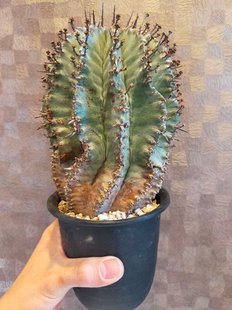 イタリア輸入 特大 ユーフォルビア ホリダ