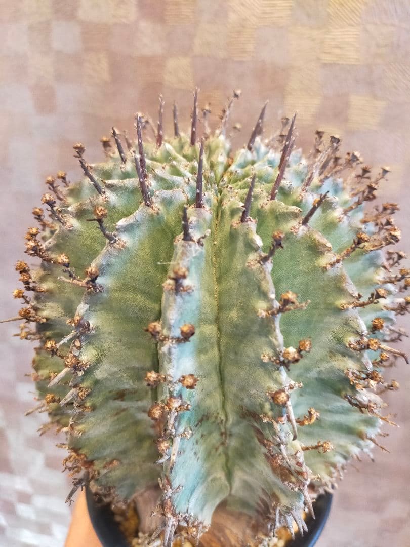 イタリア輸入 特大 ユーフォルビア ホリダ