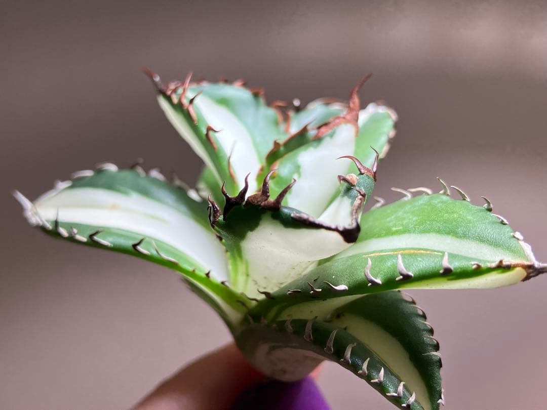 ま*猫様 超選抜【選抜オークション】⑧サイズ大　強棘　アガべ　太陽神錦　TC ♯