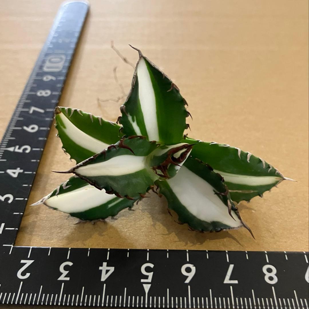 ま*猫様 超選抜【選抜オークション】⑧サイズ大　強棘　アガべ　太陽神錦　TC ♯