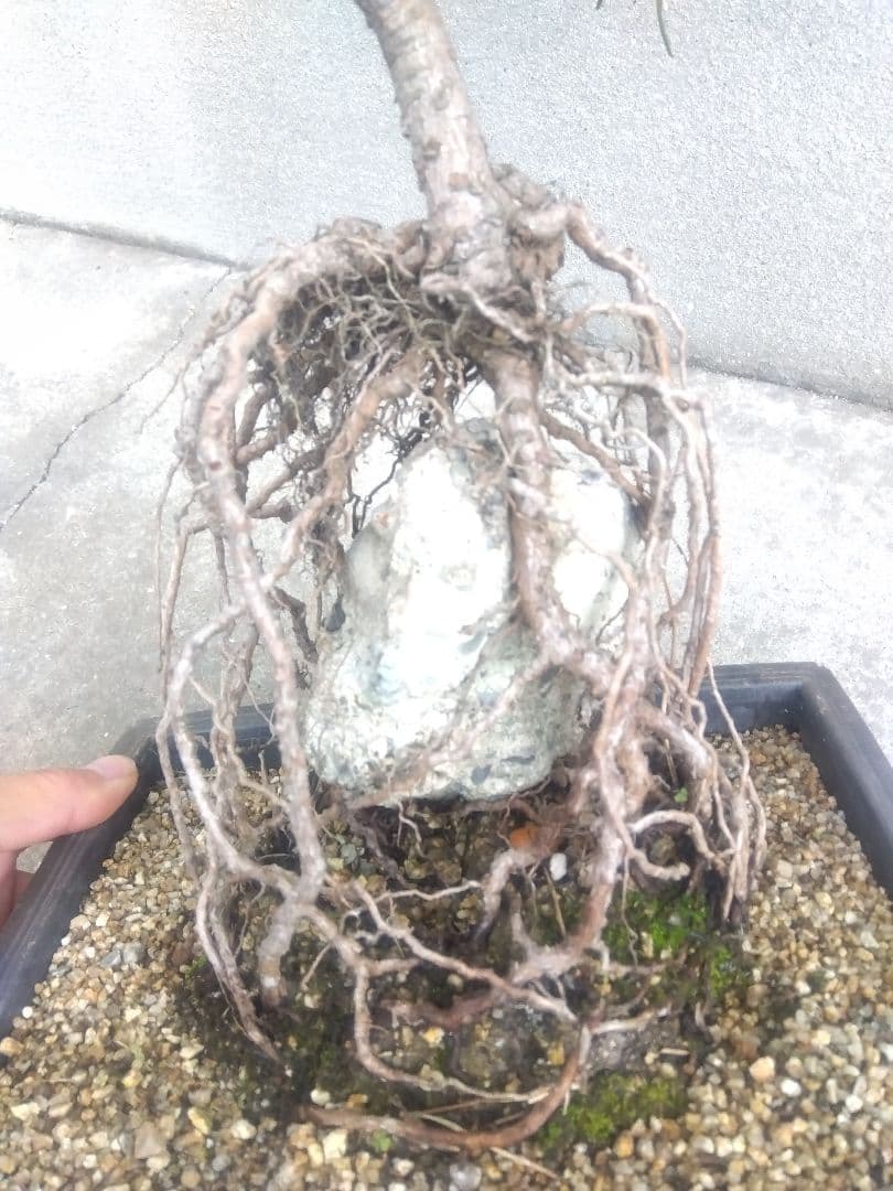 黒松　盆栽　７号鉢つき　石抱き根上がり仕立て❗　え