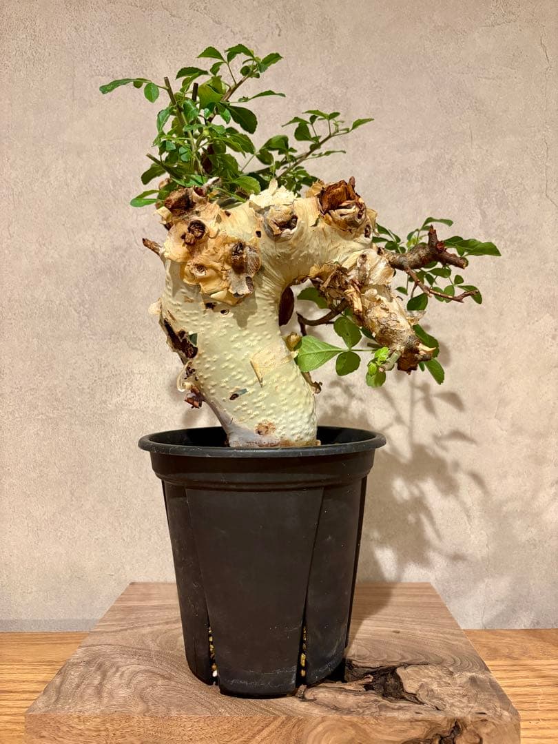 【コレクション株】コミフォラ　カタフ　ターカネンシス　発根済み　鉢ごと発送