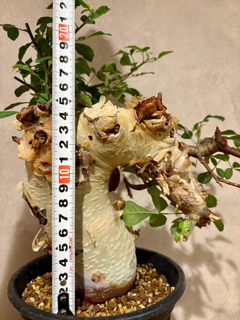 【コレクション株】コミフォラ　カタフ　ターカネンシス　発根済み　鉢ごと発送