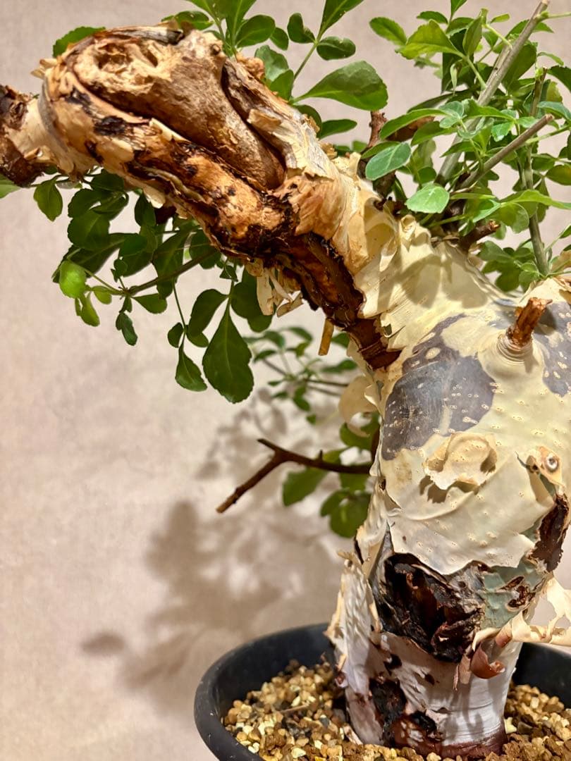 【コレクション株】コミフォラ　カタフ　ターカネンシス　発根済み　鉢ごと発送