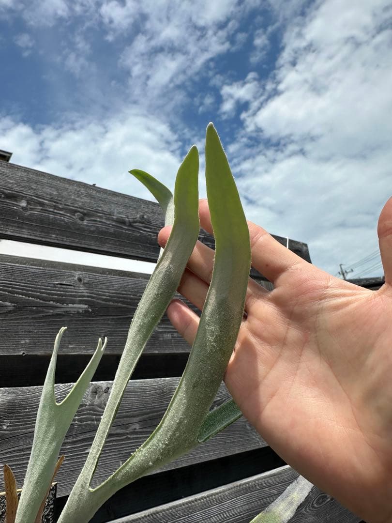 P.veitchii cv. Pumilum OC 親株出品