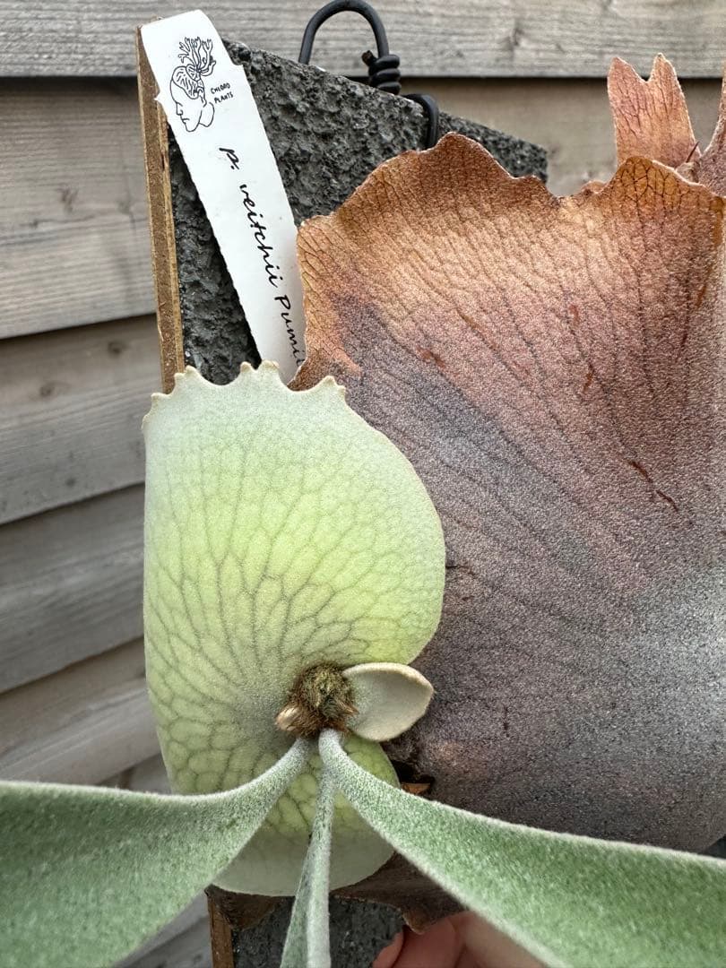 P.veitchii cv. Pumilum OC 親株出品