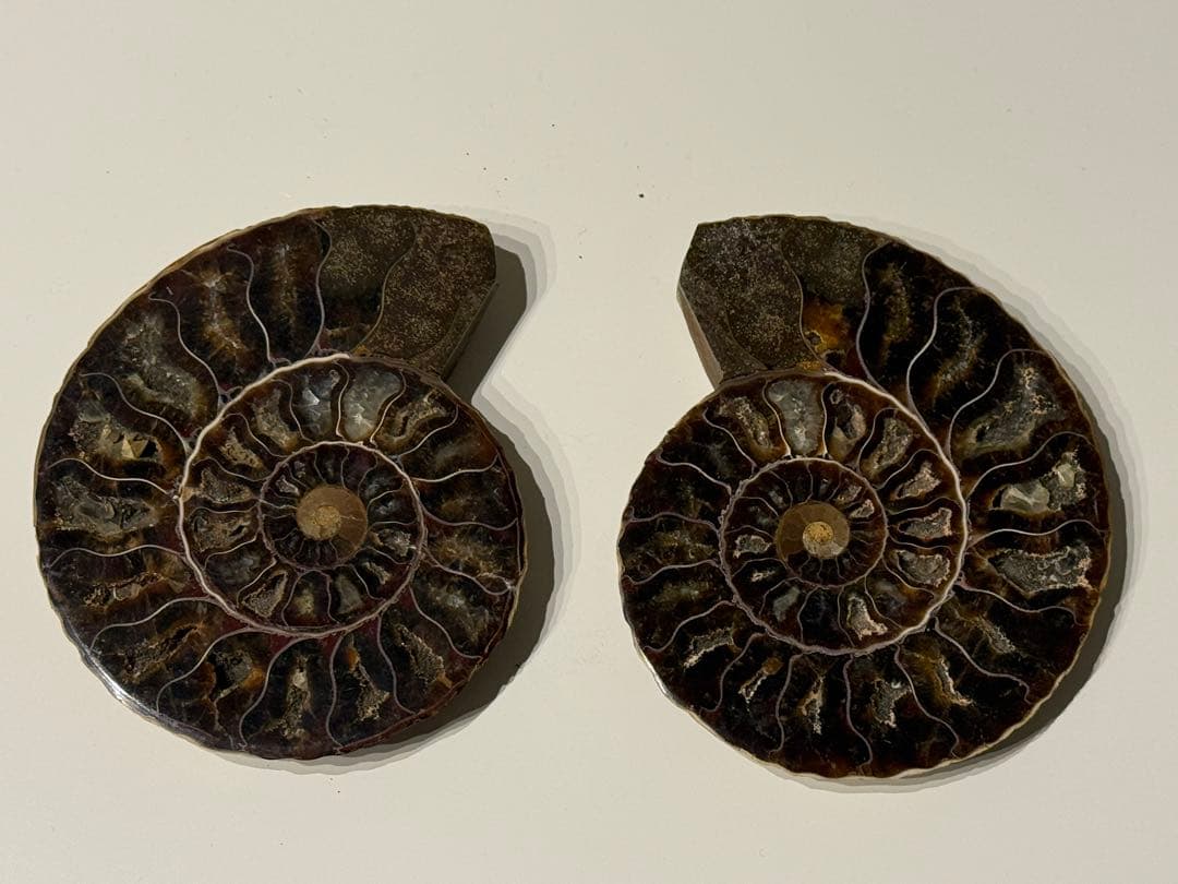 アンモナイト　スライス　セット販売