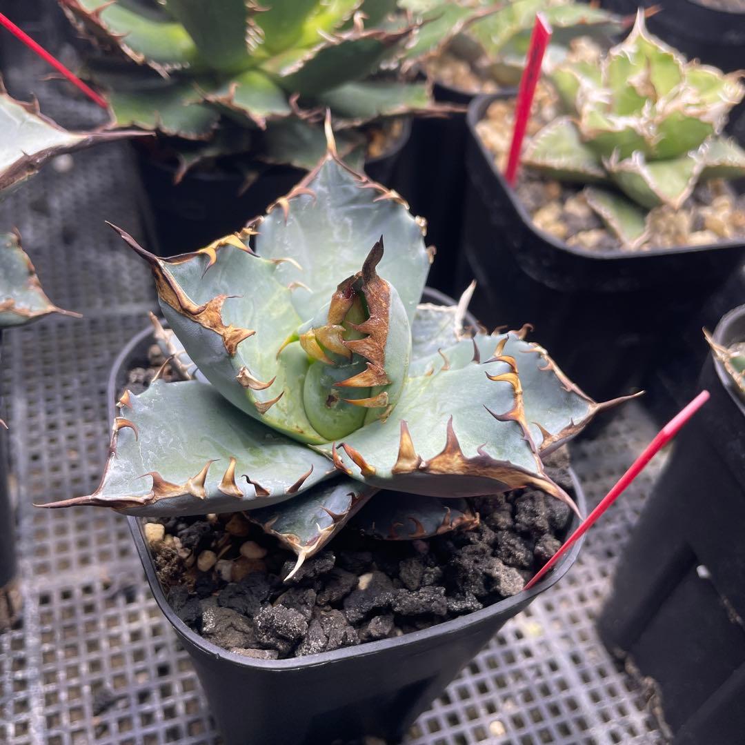 O*e様 Agave beast