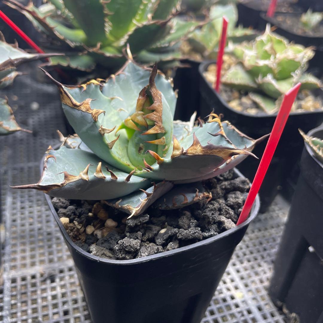 O*e様 Agave beast