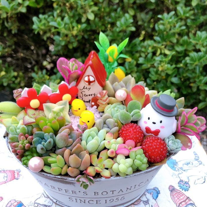 多肉植物寄せ植え♡♡仲良し小鳥さんみんなでお出かけ❤
