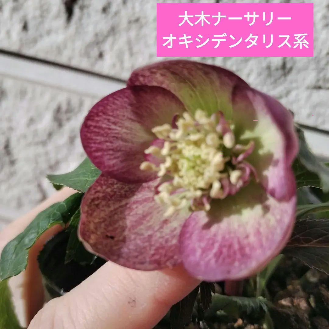 クリスマスローズ　sdオキシデンタリス　原種　交配　大木ナーサリー　バラ　苗　鉢