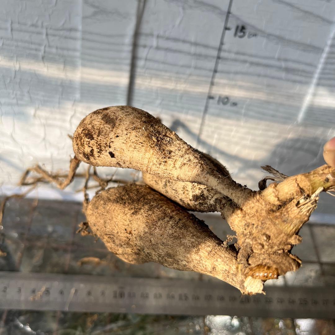 ダリア　球根(3)超レア　カフェ・○・レ