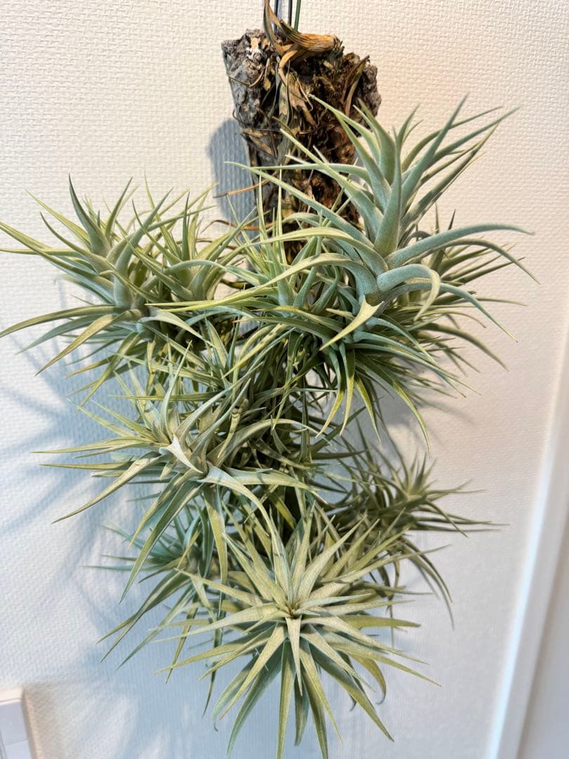 ベルゲリー　チランジア　コルク仕立て