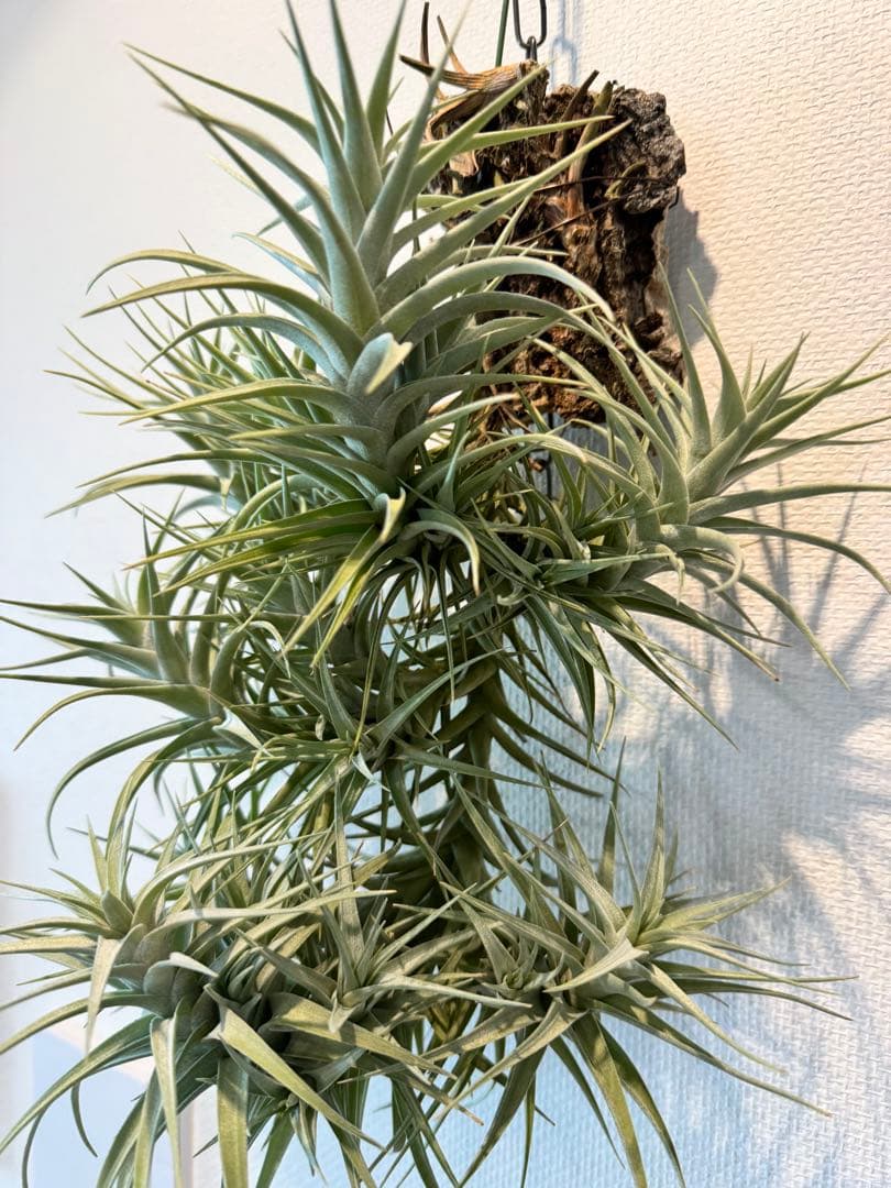 ベルゲリー　チランジア　コルク仕立て