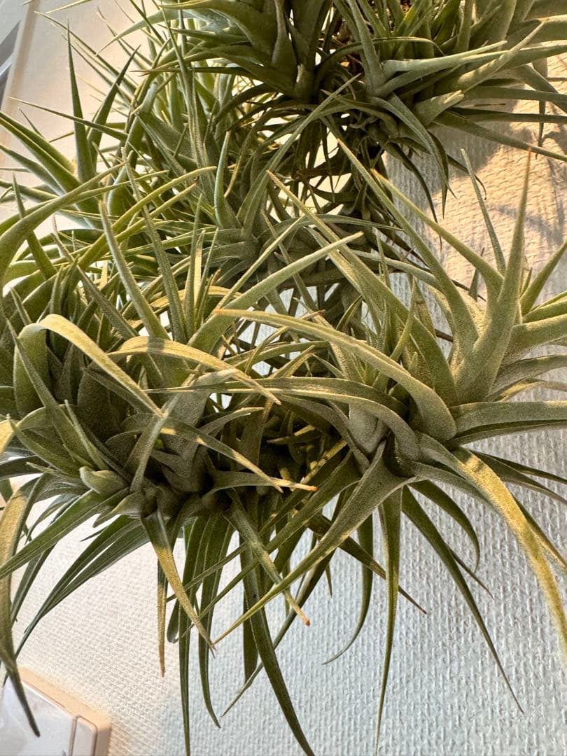 ベルゲリー　チランジア　コルク仕立て