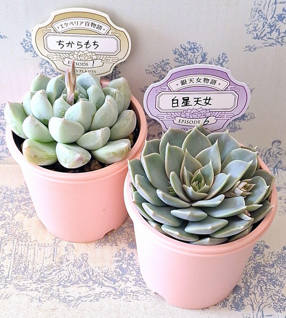 ちからもち白星天女札付きポットごとメルカリ便オーズプランツさん苗バラ売り不可