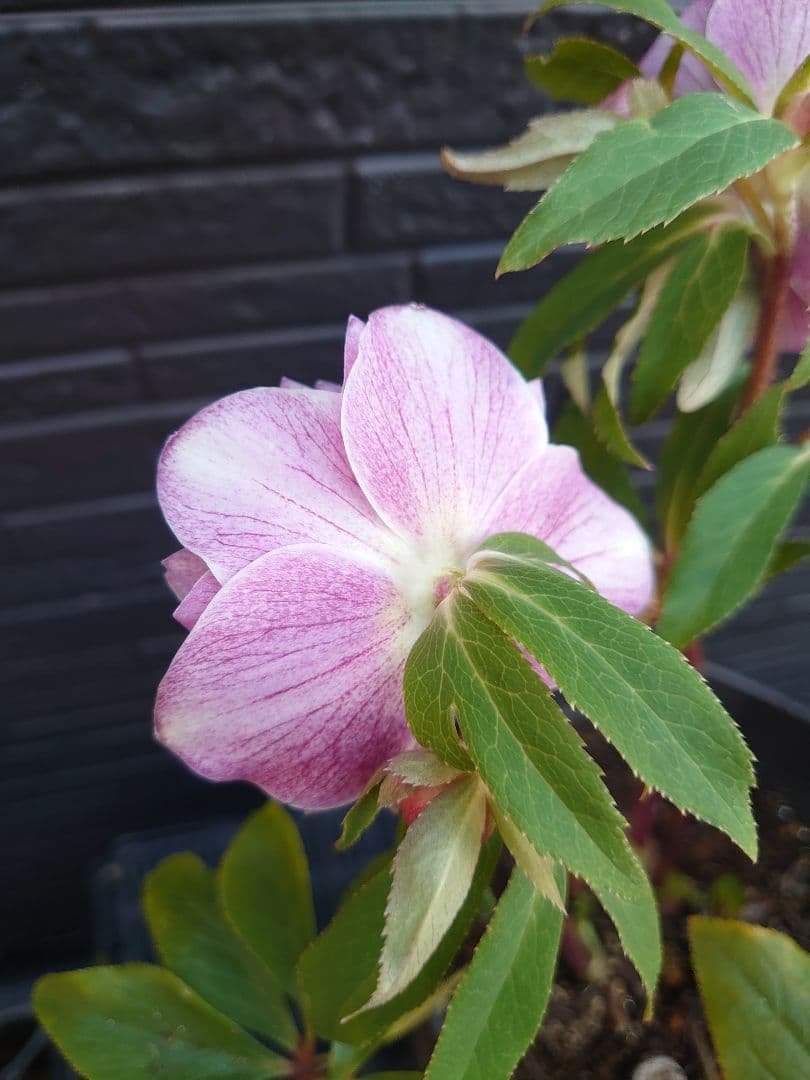 広瀬園芸　クリスマスローズ　Ａ