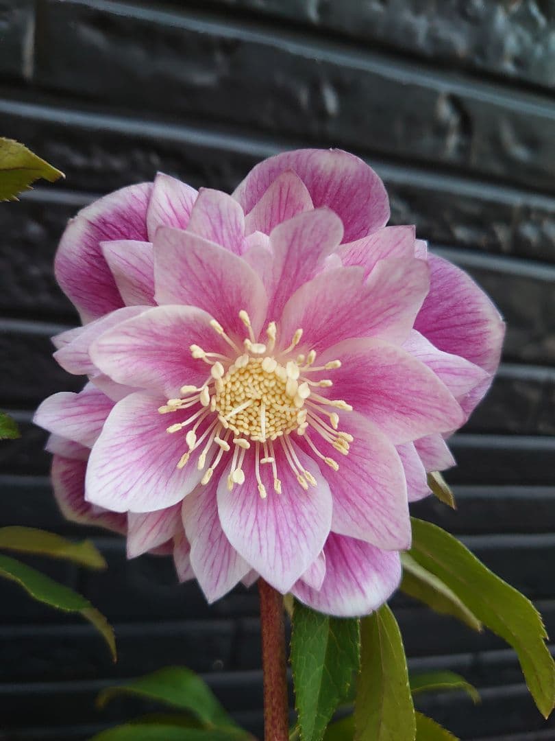 広瀬園芸　クリスマスローズ　Ａ