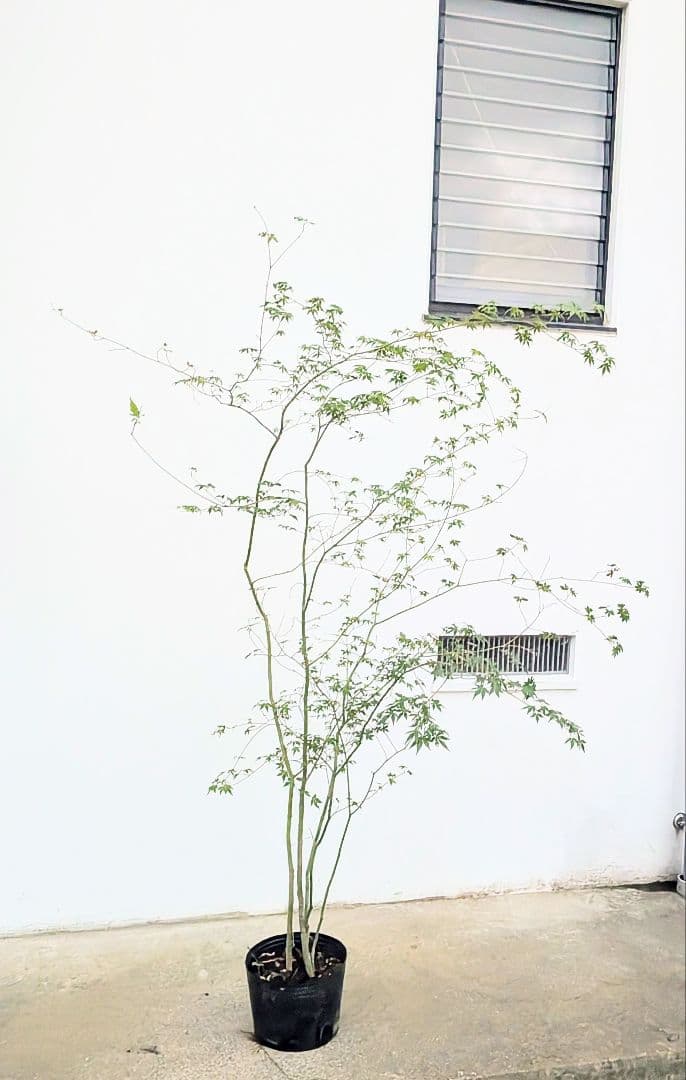 モミジとコハウチワカエデ共生株。