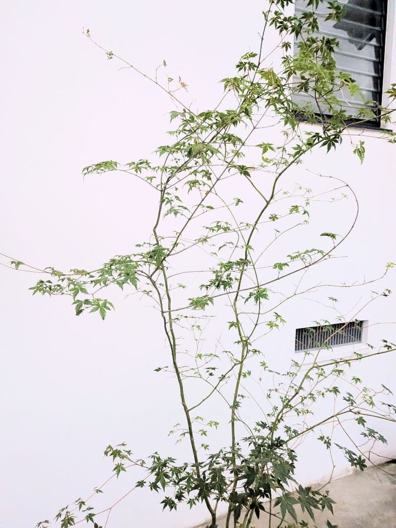 モミジとコハウチワカエデ共生株。