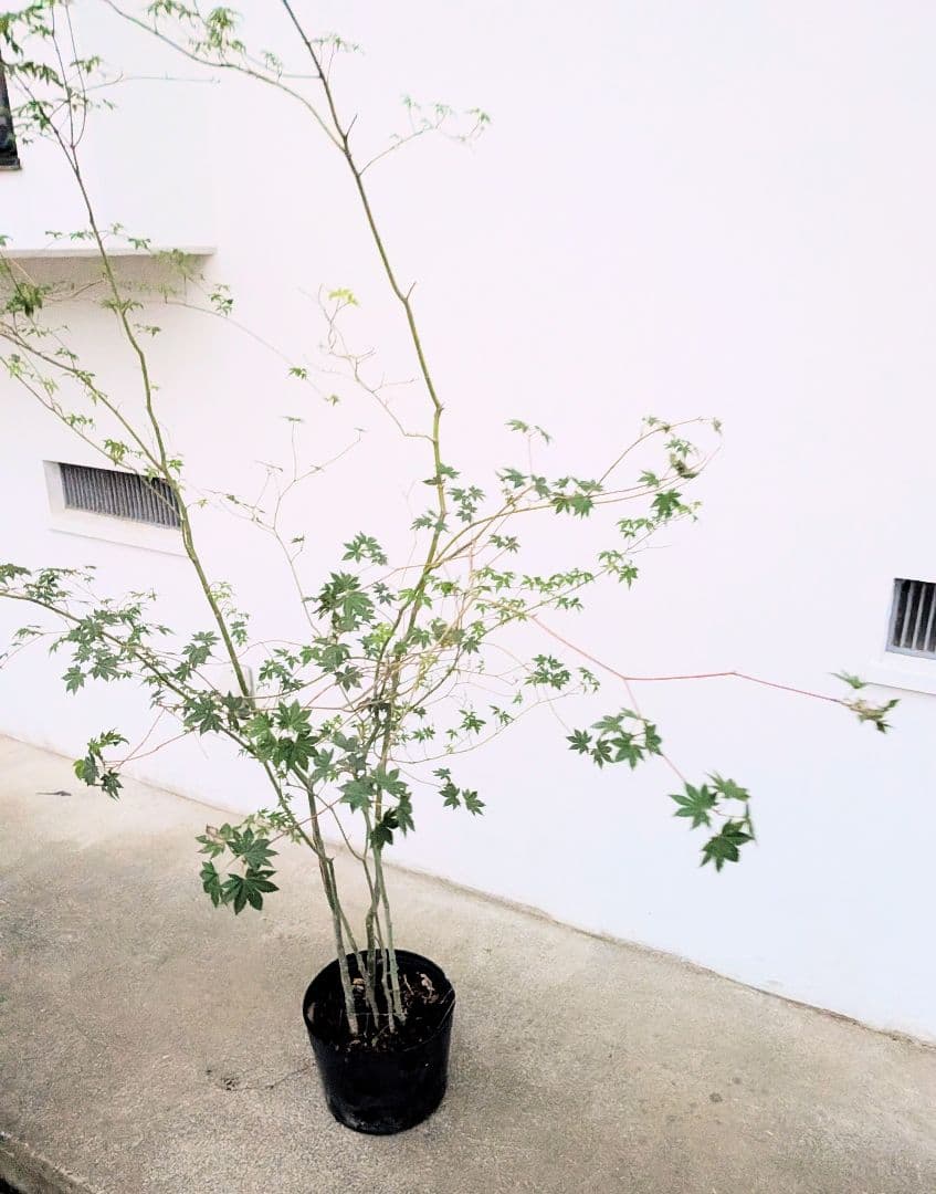 モミジとコハウチワカエデ共生株。