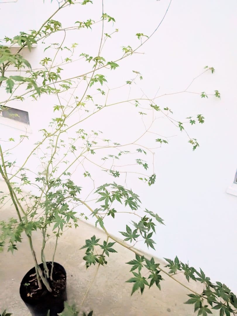 モミジとコハウチワカエデ共生株。