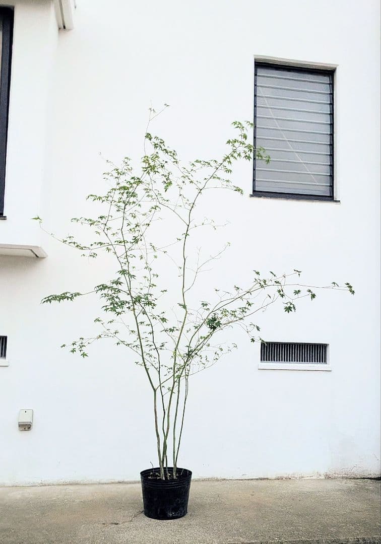 モミジとコハウチワカエデ共生株。