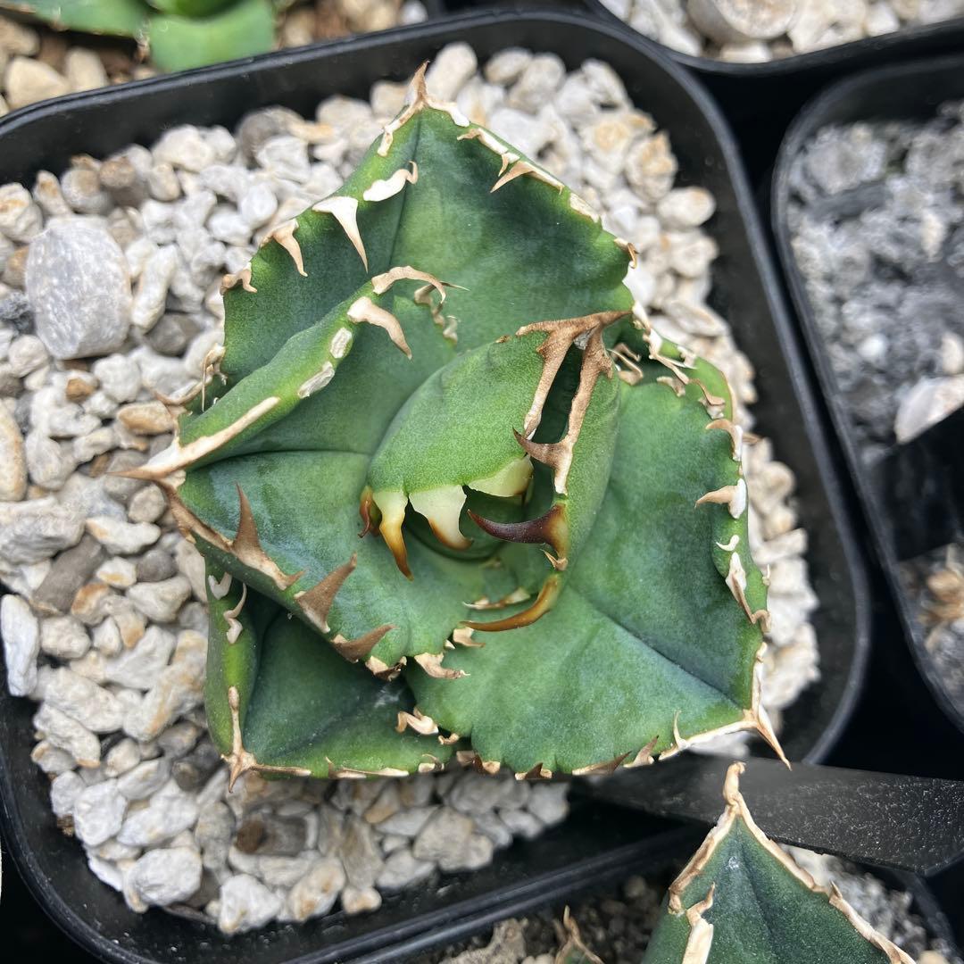 アガベ　cok cg01