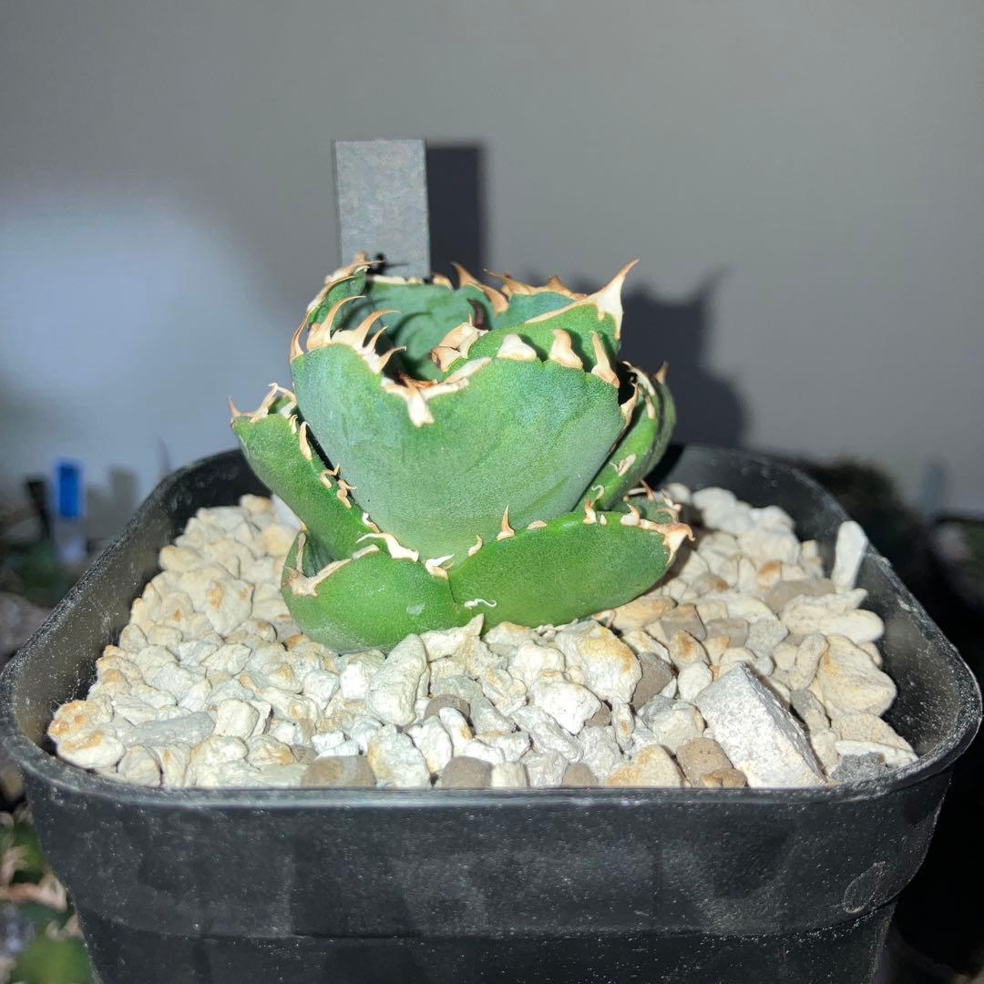 アガベ　cok cg01