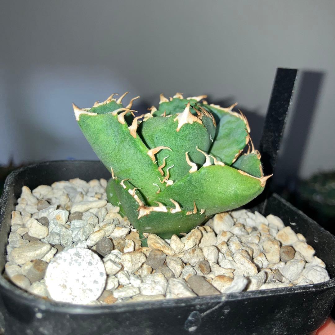 アガベ　cok cg01