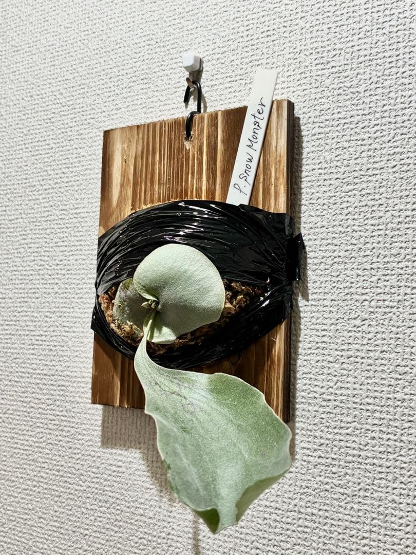 ビカクシダ P. Monster pup