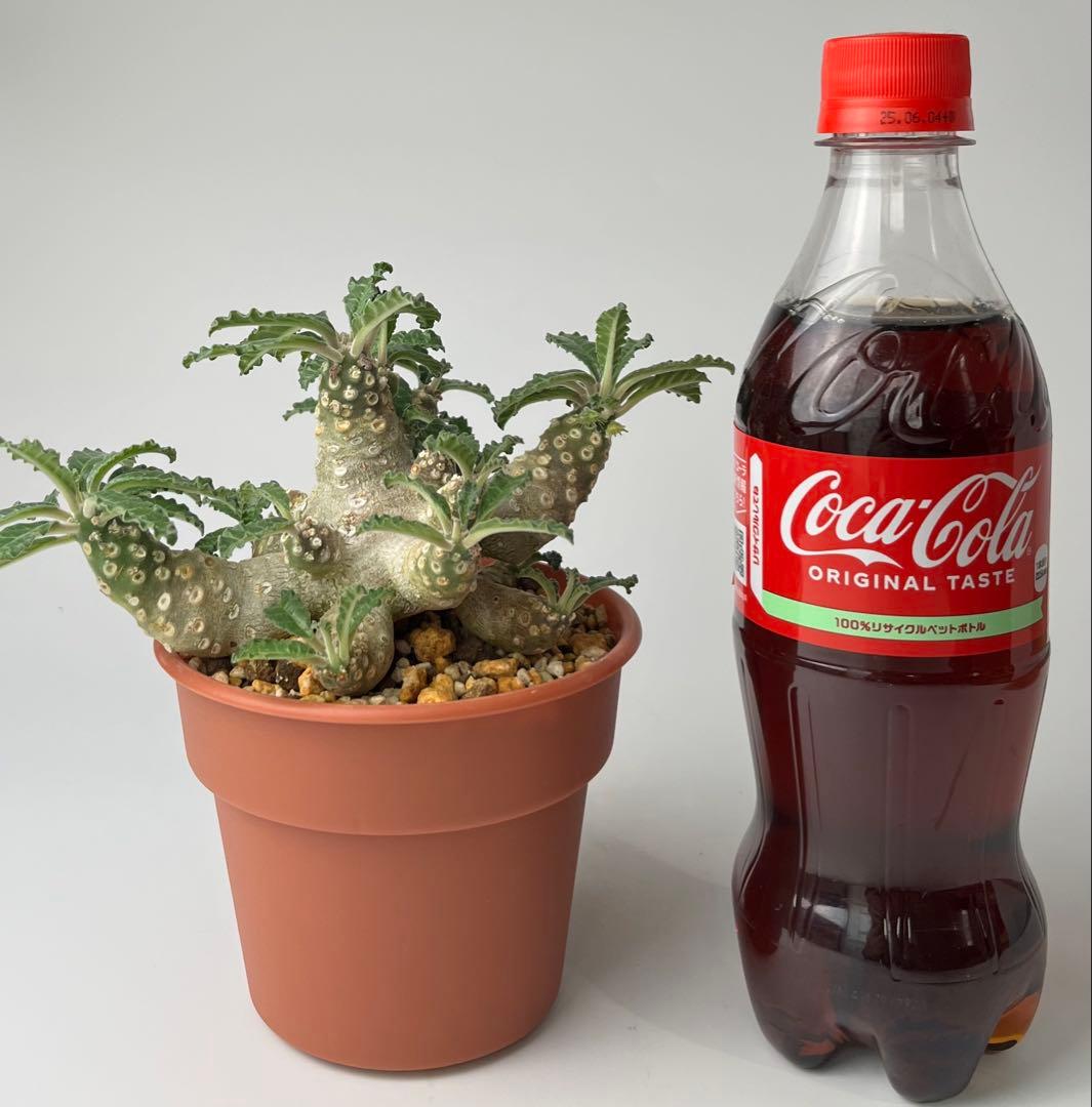 【レア/塊根植物】ドルステニア ラブラニー メス株（大株）鉢植え ②