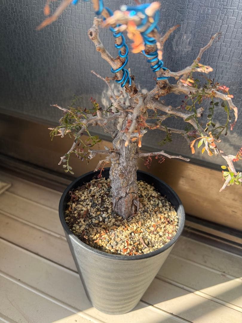 オペルクリカリア パキプス 実生 11年株 作り込み