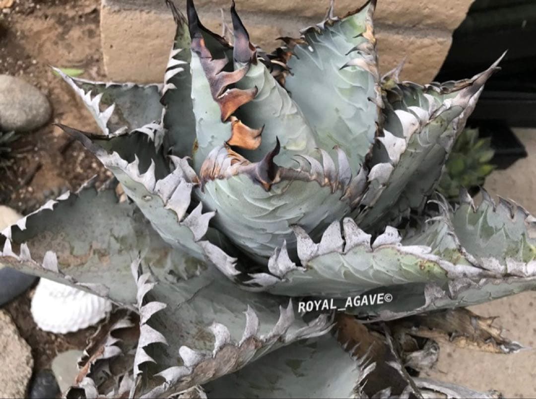 アガベ チタノタビースト　BEAST 自社オリジナルカット苗