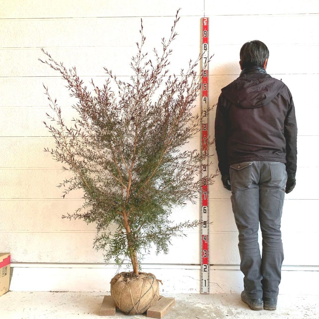 大株　メラレウカ　カッパーグロー　ティーツリー　ブラック　紅葉　銅葉　49