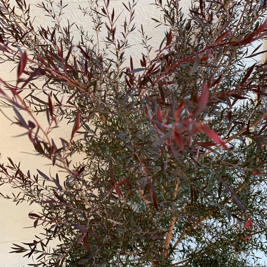 大株　メラレウカ　カッパーグロー　ティーツリー　ブラック　紅葉　銅葉　49