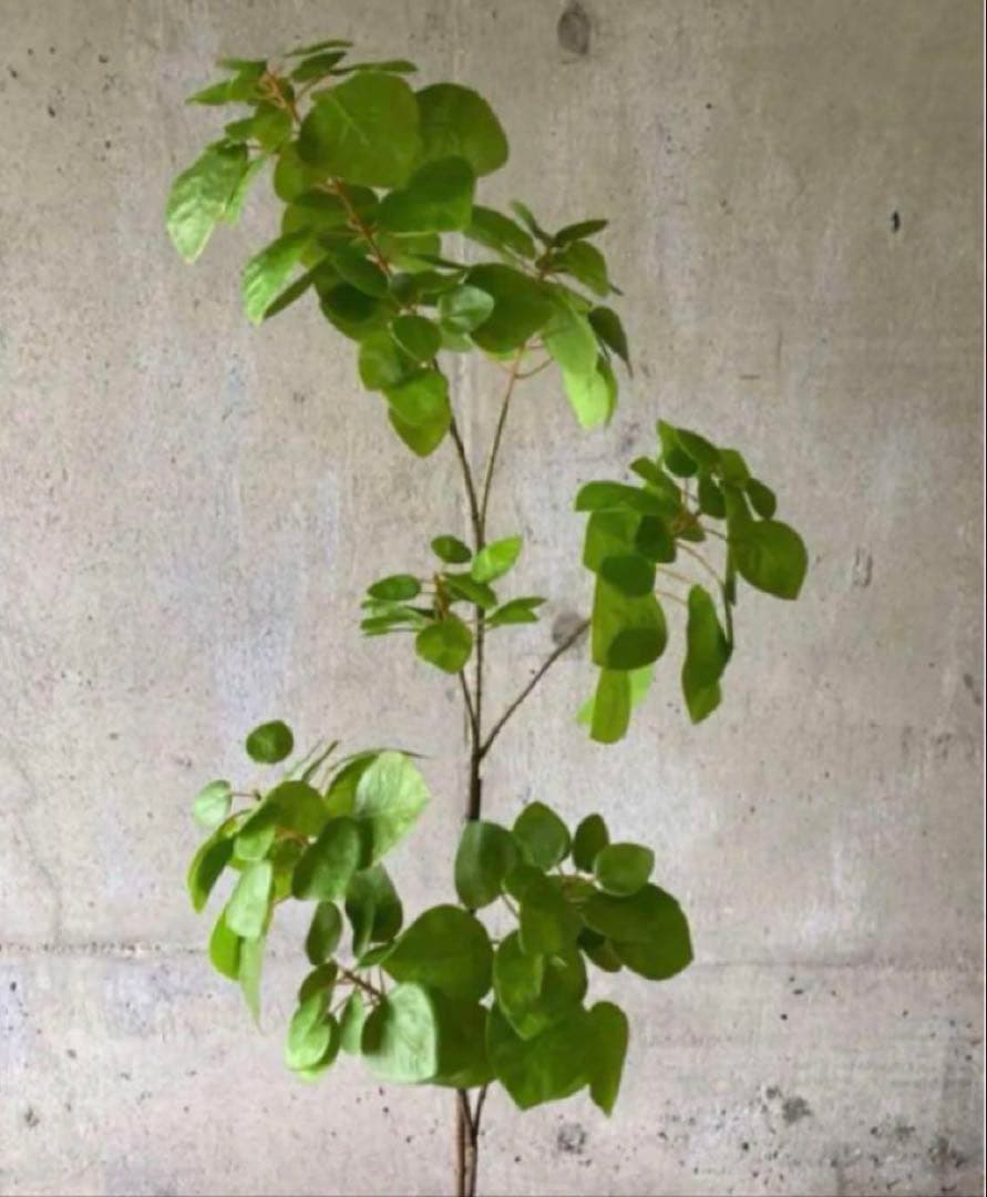 光触媒　人工観葉植物　ウォールグリーン　フェイクグリーン　ナンキンハゼ12343