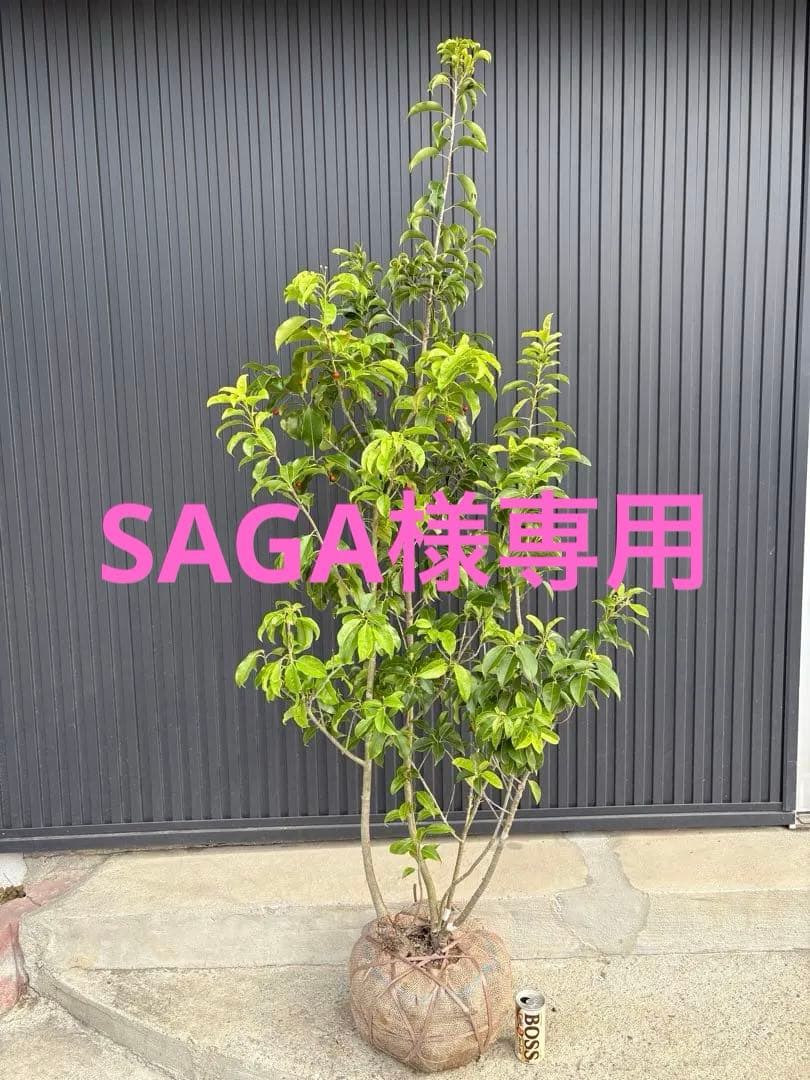 SAGA◆ソヨゴ◆常緑樹◆複数株立◆雄雌混植株‼️◆⑧