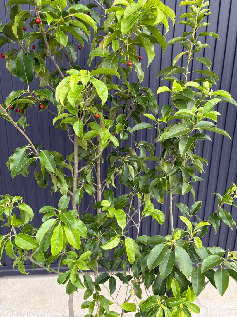 SAGA◆ソヨゴ◆常緑樹◆複数株立◆雄雌混植株‼️◆⑧