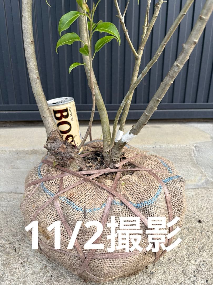 SAGA◆ソヨゴ◆常緑樹◆複数株立◆雄雌混植株‼️◆⑧