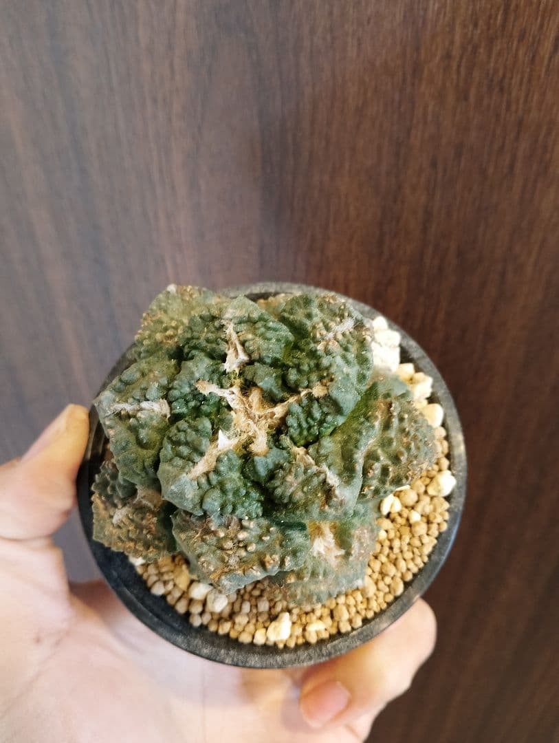 \"特選株\" 亀甲牡丹 ゴジラ