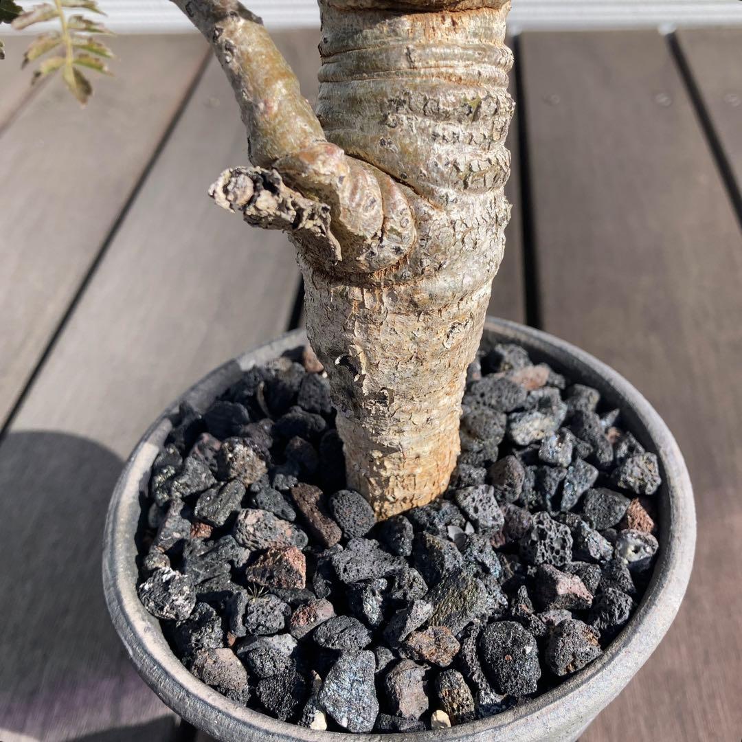 ボスウェリア　ネグレクタ