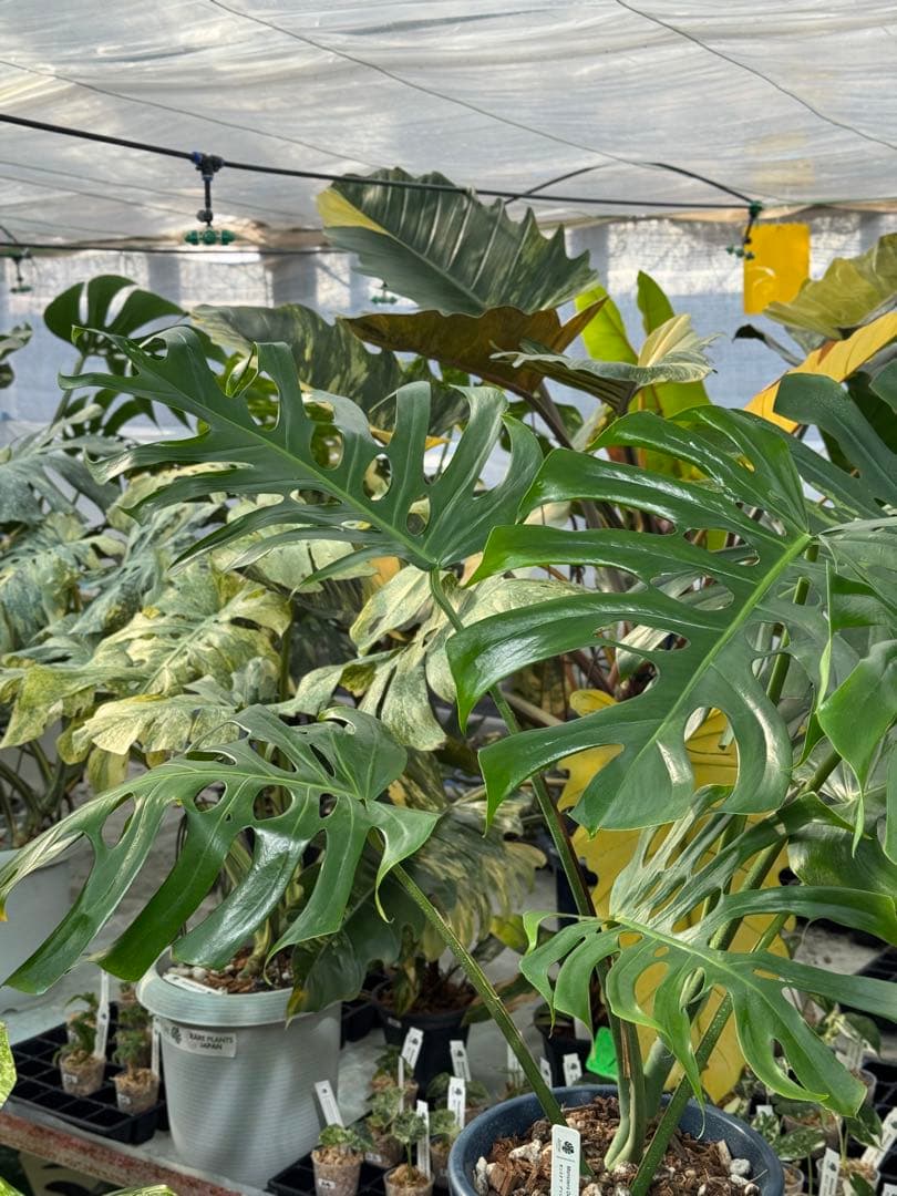 アラブフォーム \"エロンガータエ\" イーロンガーター　コンパクト　激レア